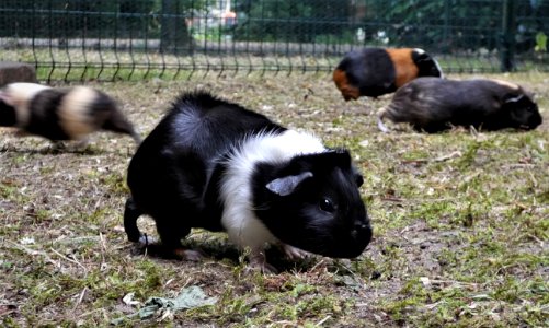 Meerschweinchen im wildpark