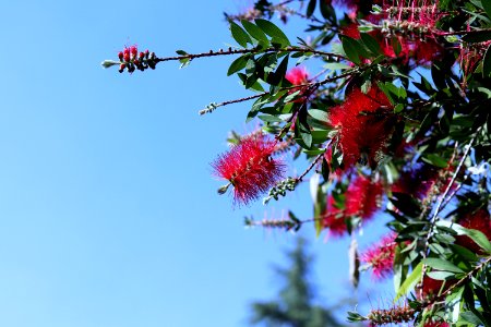 Melaleuca citrina syn. Callistemon citrinus, public domain IMG