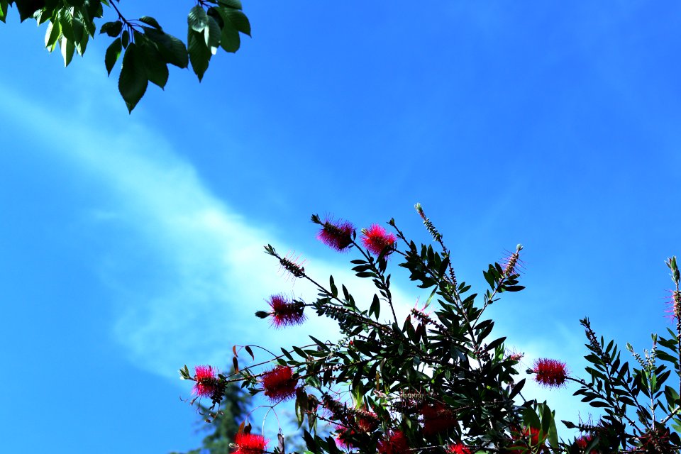 Melaleuca citrina syn. Callistemon citrinus, public domain IMG 5403