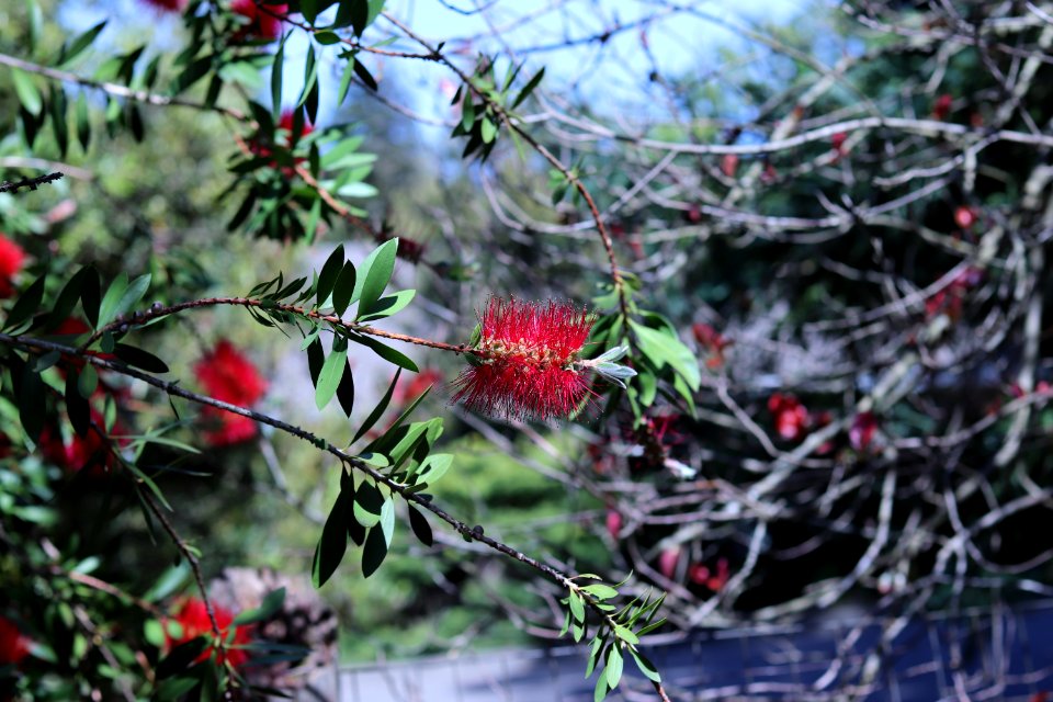 Melaleuca citrina syn. Callistemon citrinus, public domain IMG 4770