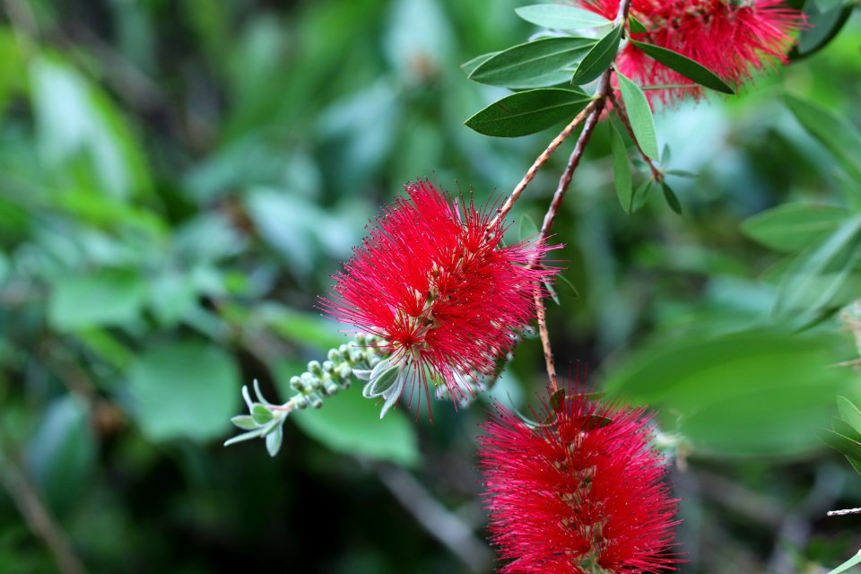 Melaleuca citrina syn. Callistemon citrinus public domain IMG 1608