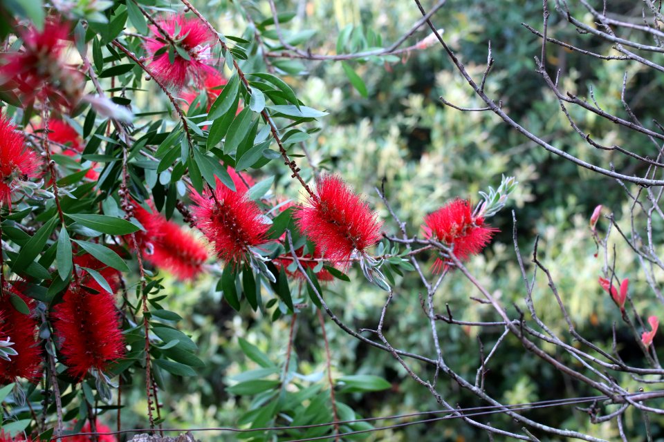 Melaleuca citrina syn. Callistemon citrinus, public domain IMG 2393