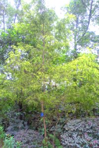 Melaleuca bracteata - Chengdu Botanical Garden - Chengdu, China - DSC03678