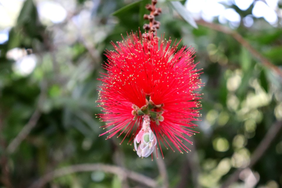 Melaleuca citrina syn. Callistemon citrinus IMG 8455