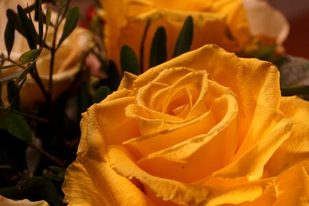 Bloom nature yellow
