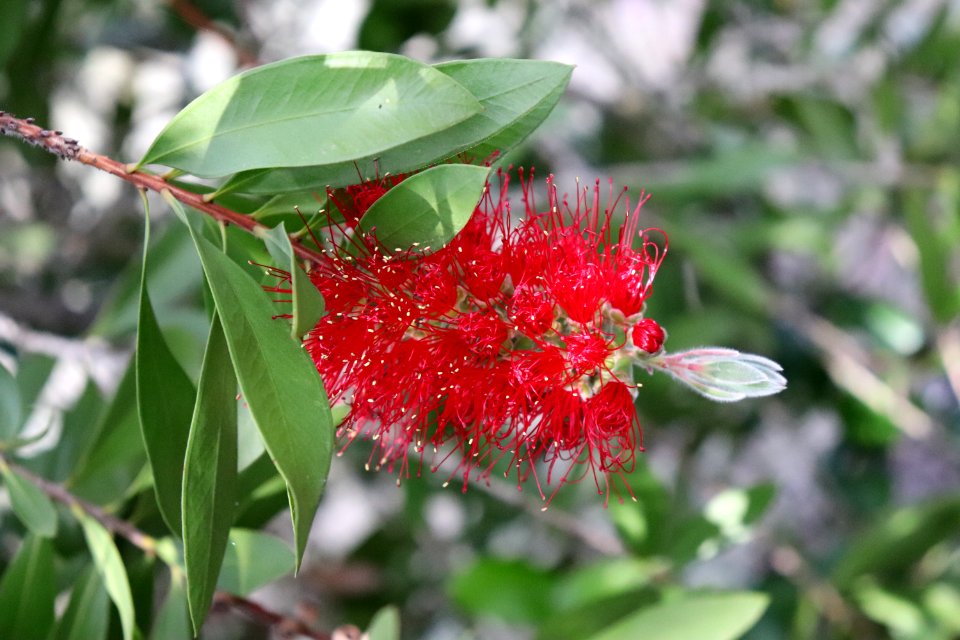 Melaleuca citrina syn. Callistemon citrinus IMG 8463