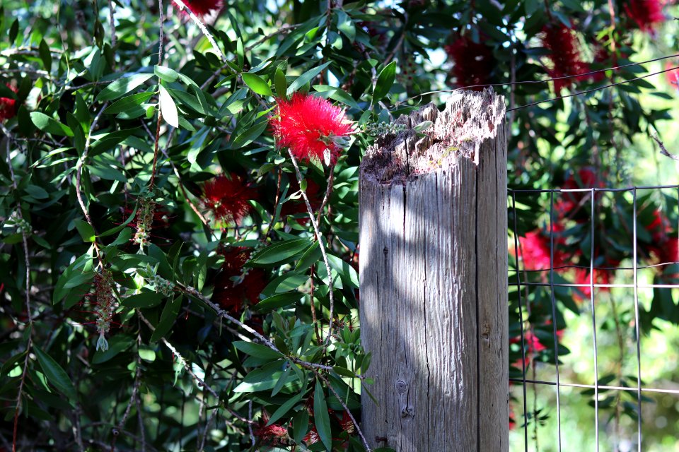 Melaleuca citrina syn. Callistemon citrinus, public domain IMG 5857