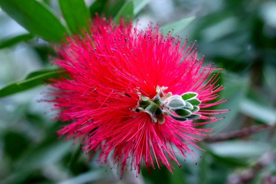 Melaleuca citrina syn. Callistemon citrinus public domain IMG 6902