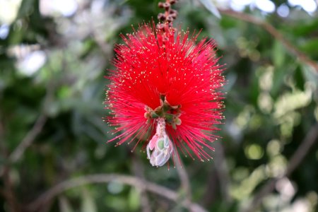 Melaleuca citrina syn. Callistemon citrinus IMG 8454