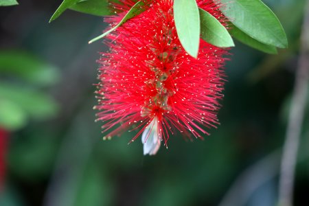 Melaleuca citrina syn. Callistemon citrinus IMG 1596