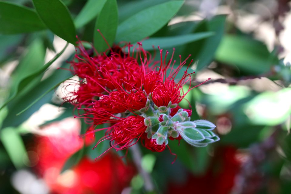 Melaleuca citrina syn. Callistemon citrinus, public domain IMG 2230