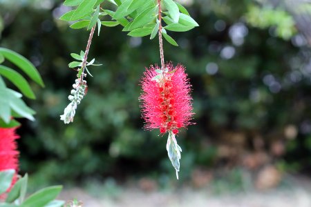 Melaleuca citrina syn. Callistemon citrinus public domain IMG 1620