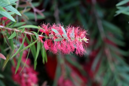 Melaleuca viminalis IMG 9975-w-