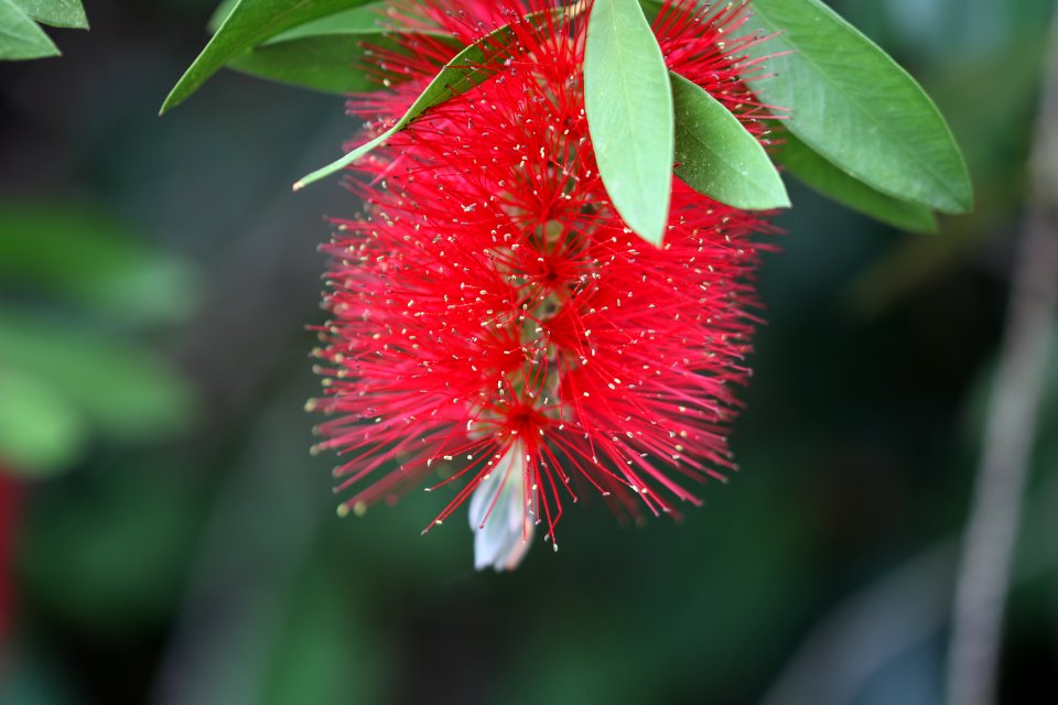 Melaleuca citrina syn. Callistemon citrinus public domain IMG 1595