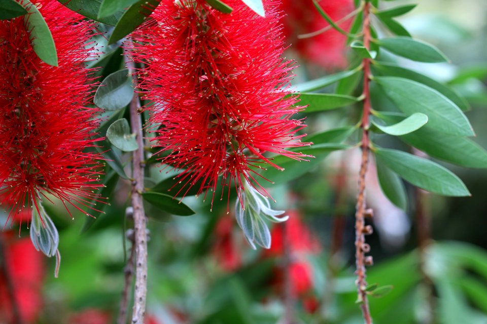 Melaleuca citrina syn. Callistemon citrinus public domain IMG 1625