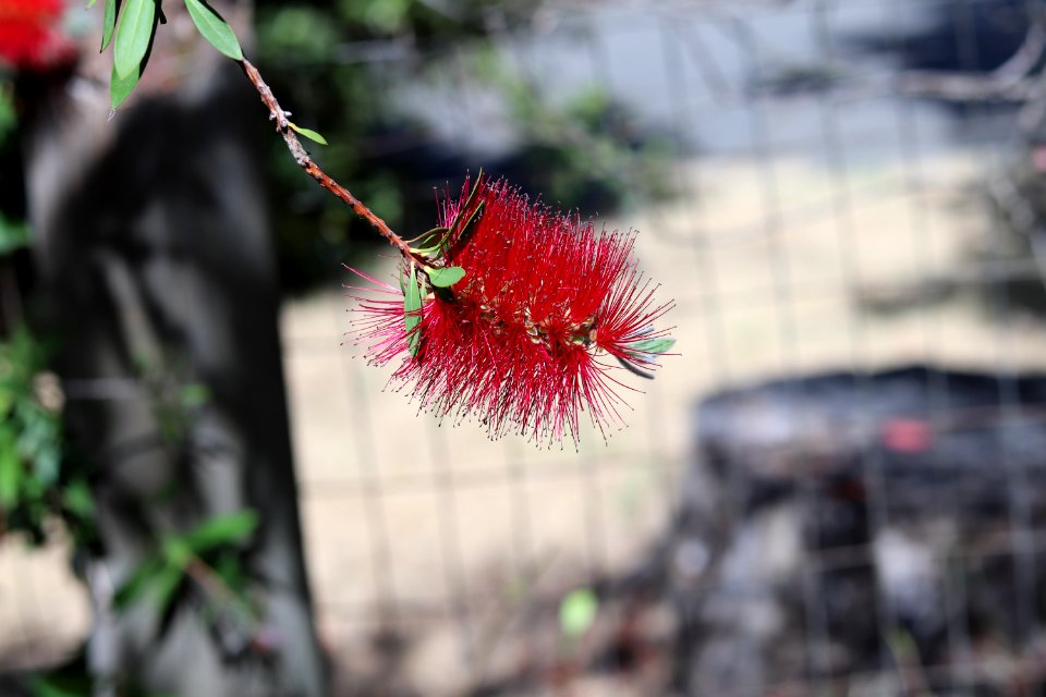 Melaleuca citrina syn. Callistemon citrinus, public domain IMG 4916