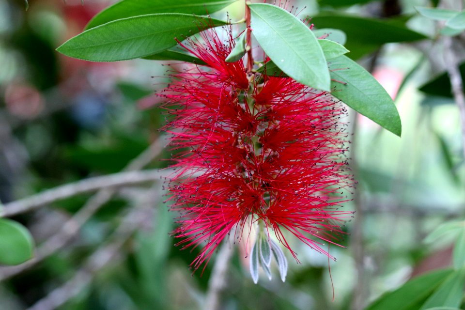 Melaleuca citrina syn. Callistemon citrinus public domain IMG 6921