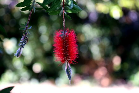 Melaleuca citrina syn. Callistemon citrinus, public domain IMG 2237