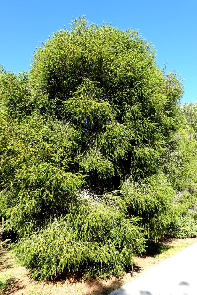 Melaleuca styphelioides - Jardín Botánico de Barcelona - Barcelona, Spain - DSC08915