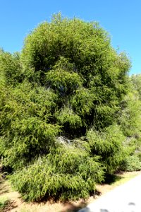 Melaleuca styphelioides - Jardín Botánico de Barcelona - Barcelona, Spain - DSC08915