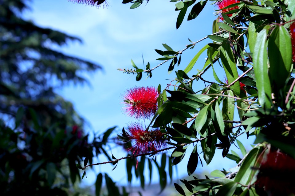 Melaleuca citrina syn. Callistemon citrinus, public domain IMG 5699