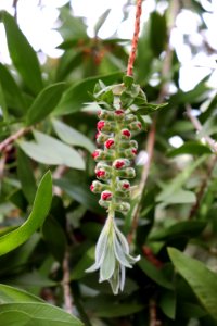 Melaleuca citrina syn. Callistemon citrinus IMG 8450 photo