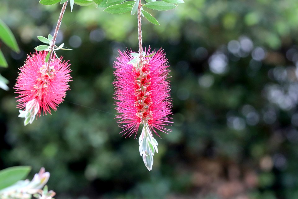 Melaleuca citrina syn. Callistemon citrinus public domain IMG 6907