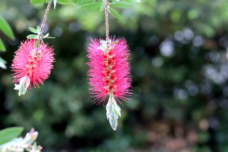 Melaleuca citrina syn. Callistemon citrinus public domain IMG 6907