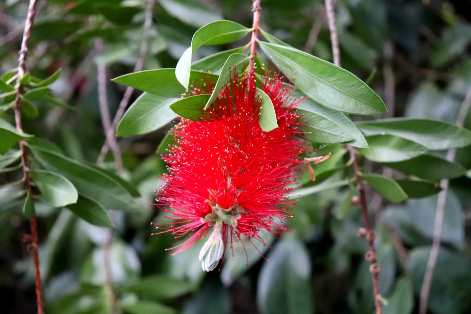 Melaleuca citrina syn. Callistemon citrinus public domain IMG 8799 crimson bottlebrush