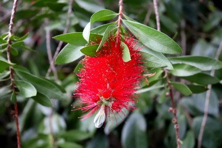 Melaleuca citrina syn. Callistemon citrinus public domain IMG 8799 crimson bottlebrush