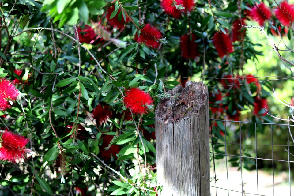 Melaleuca citrina syn. Callistemon citrinus, public domain IMG 5411