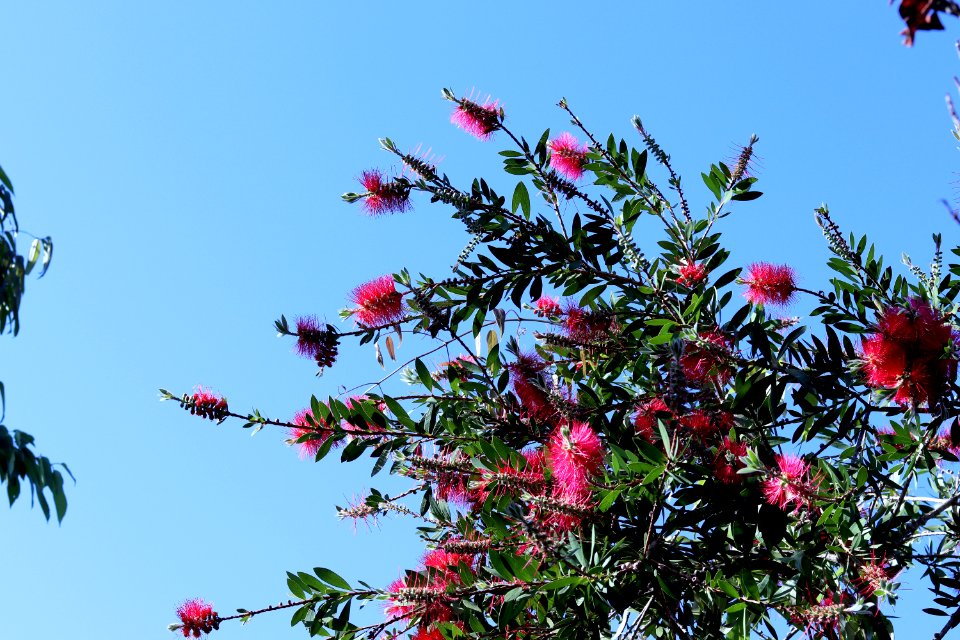 Melaleuca citrina syn. Callistemon citrinus, public domain IMG 5846