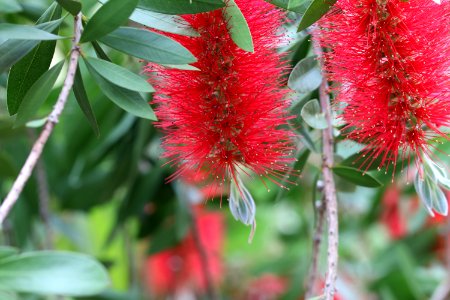 Melaleuca citrina syn. Callistemon citrinus public domain IMG 1622