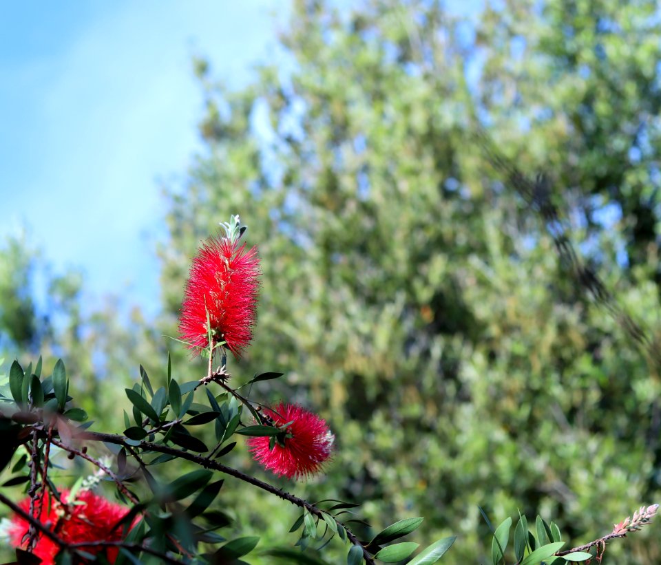 Melaleuca citrina syn. Callistemon citrinus, public domain IMG 5422