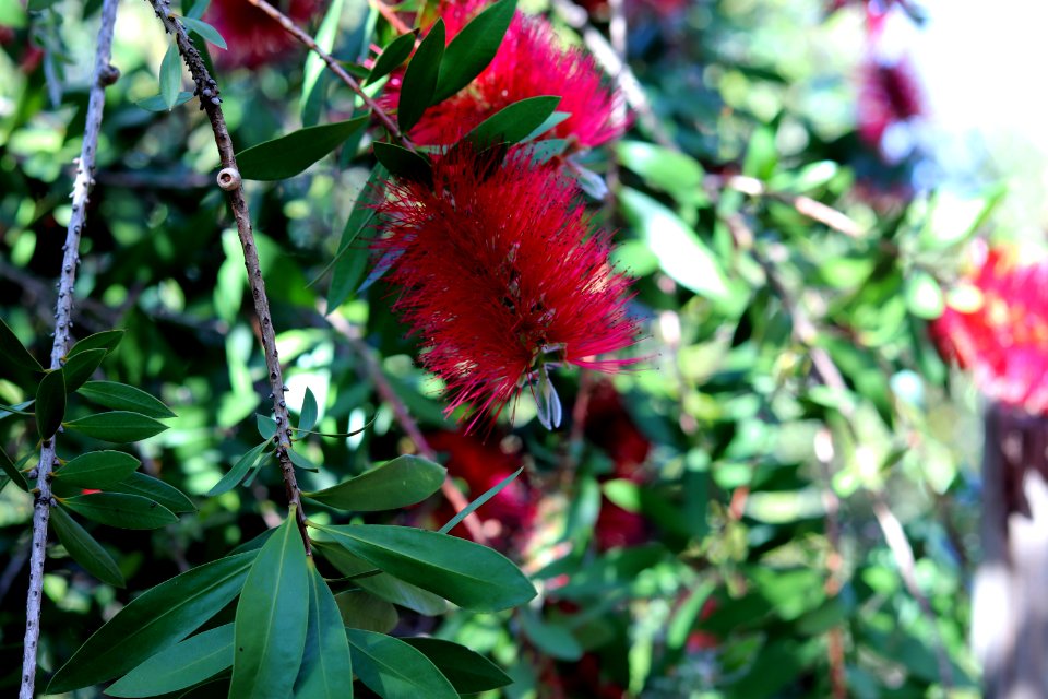 Melaleuca citrina syn. Callistemon citrinus, public domain IMG 5834-2