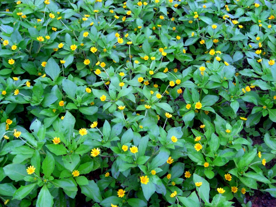 Melampodium paludosum (2)