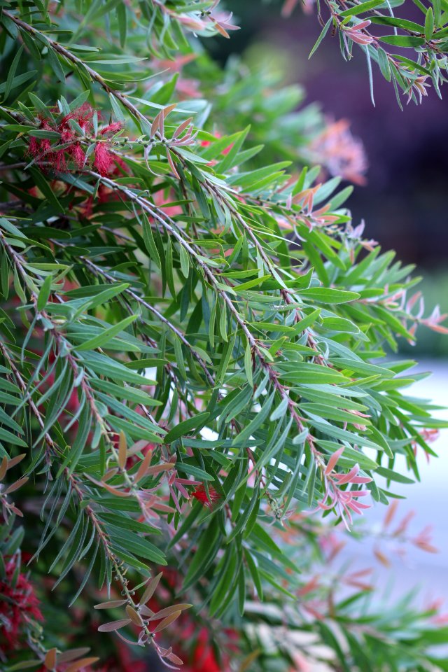 Melaleuca viminalis IMG 9981-w-