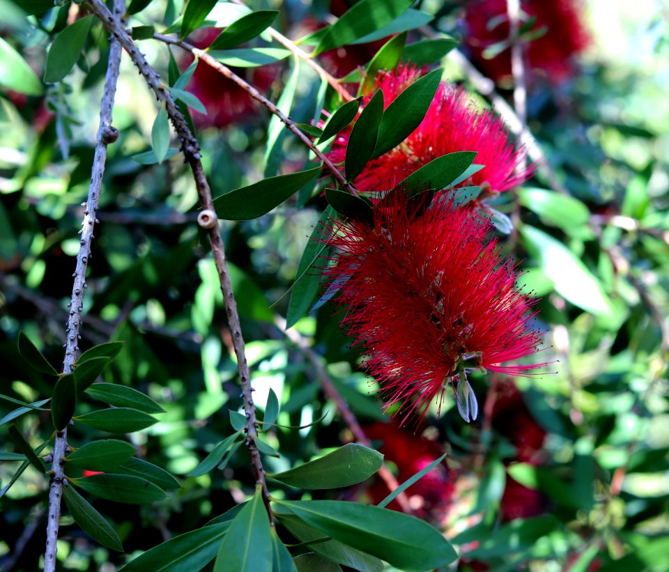 Melaleuca citrina syn. Callistemon citrinus, public domain IMG 5833