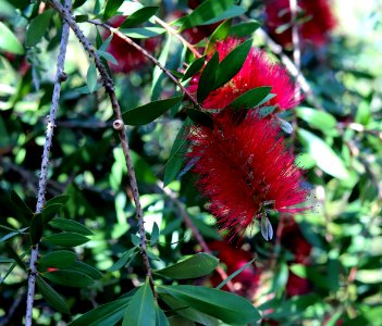 Melaleuca citrina syn. Callistemon citrinus, public domain IMG 5833