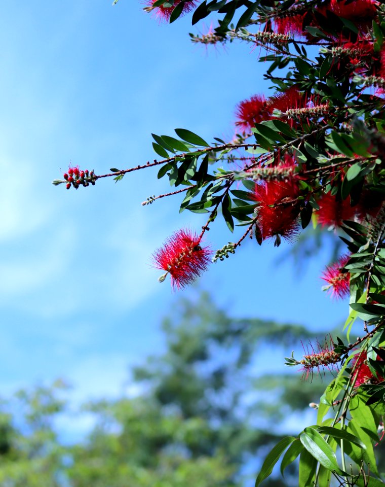 Melaleuca citrina syn. Callistemon citrinus, public domain IMG 5409