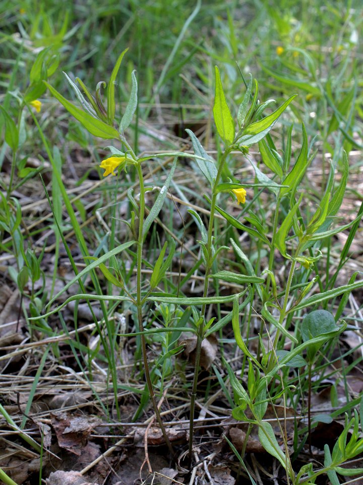 Melampyrum sylvaticum Oulu, Finland 13.06.2013