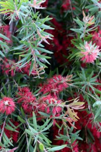 Melaleuca viminalis IMG 9990-w-