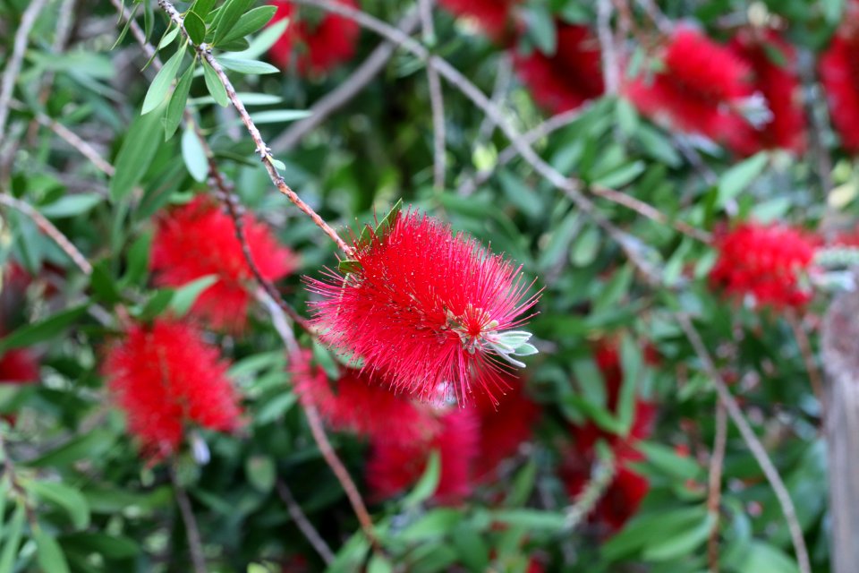 Melaleuca citrina syn. Callistemon citrinus, public domain IMG 2391