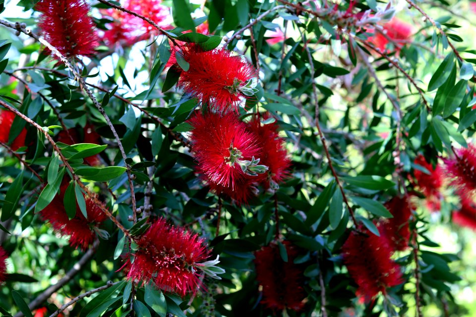 Melaleuca citrina syn. Callistemon citrinus, public domain IMG 5671