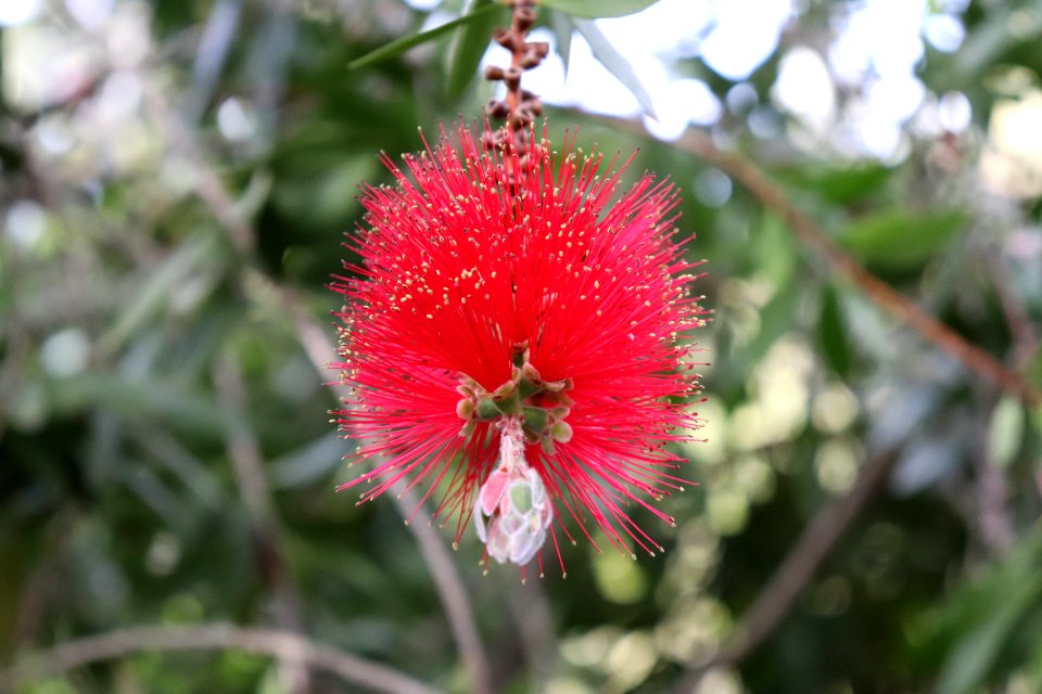 Melaleuca citrina syn. Callistemon citrinus IMG 8458