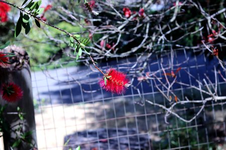 Melaleuca citrina syn. Callistemon citrinus, public domain IMG 4769