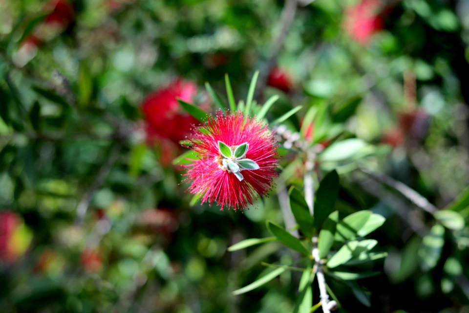 Melaleuca citrina syn. Callistemon citrinus, public domain IMG 5413