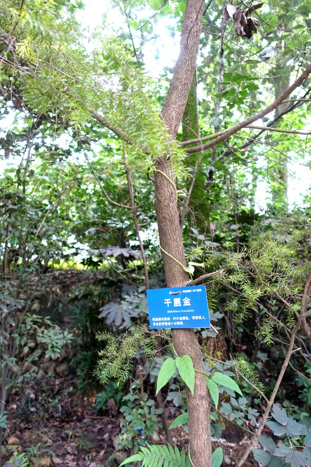 Melaleuca bracteata - Chengdu Botanical Garden - Chengdu, China - DSC03675
