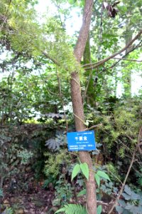 Melaleuca bracteata - Chengdu Botanical Garden - Chengdu, China - DSC03675