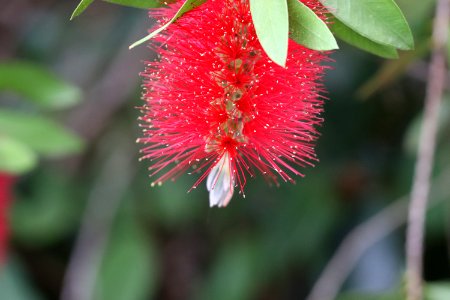 Melaleuca citrina syn. Callistemon citrinus public domain IMG 1593